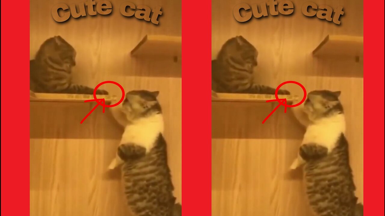 Cute cat angry viral video