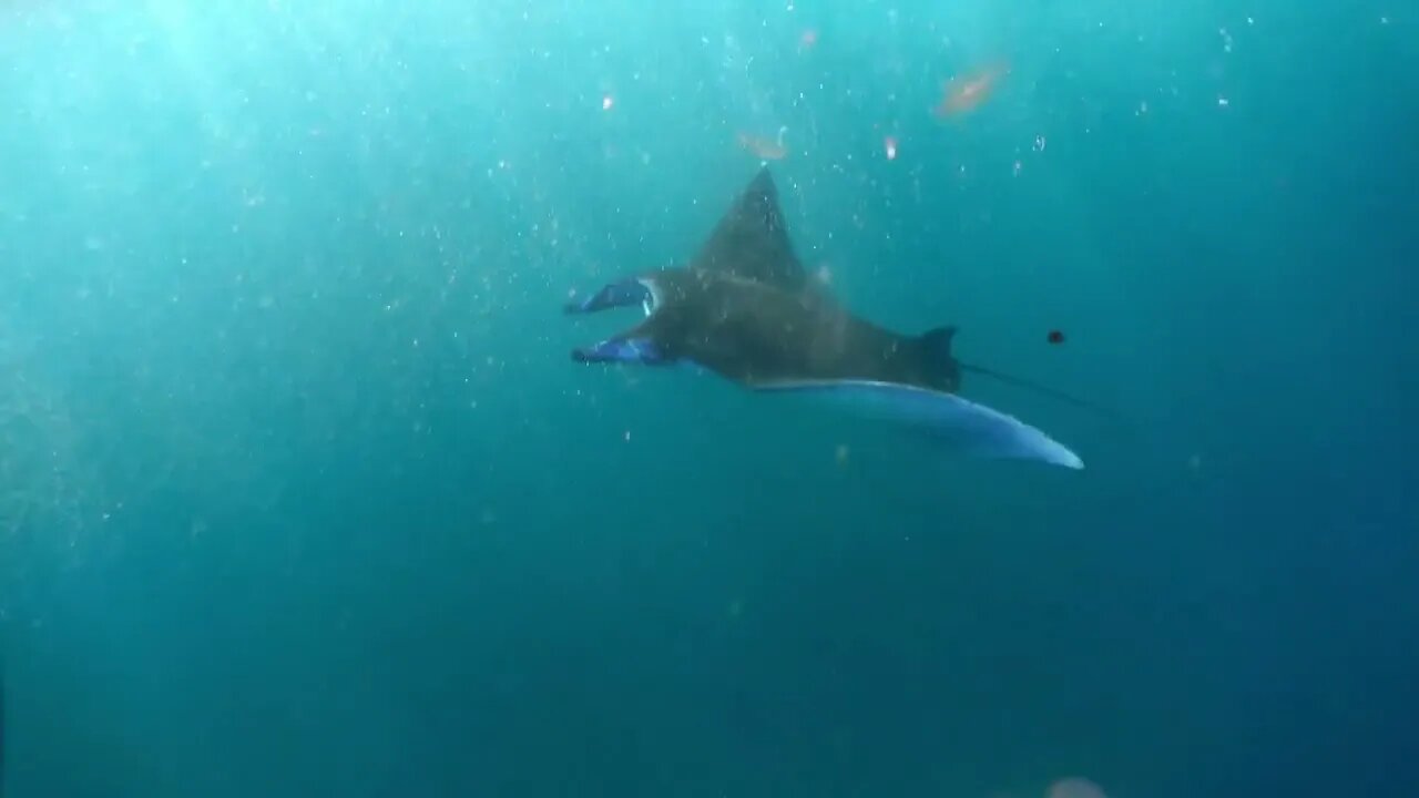 Underwater view of hovering Giant manta ray7