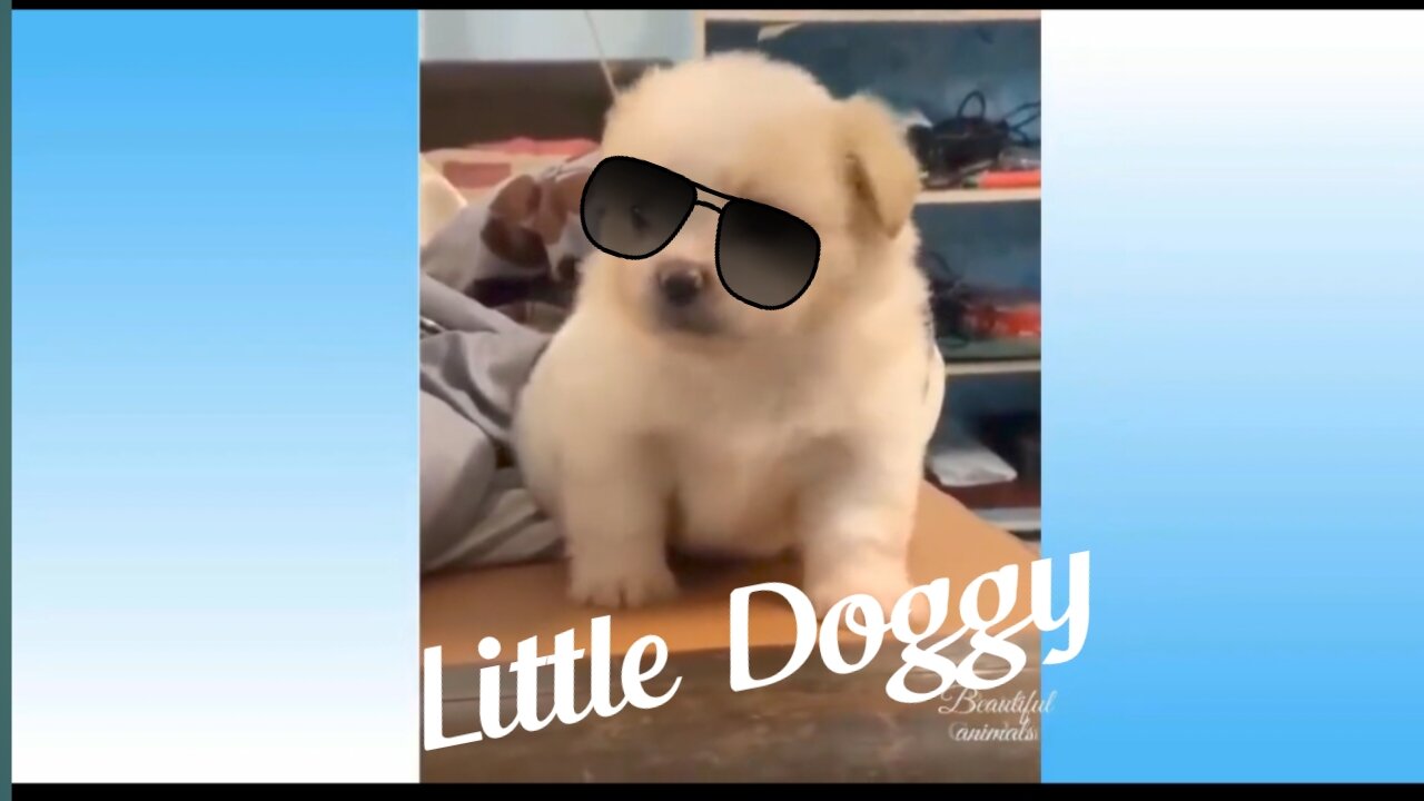 #fannyvideo, #animalvideo