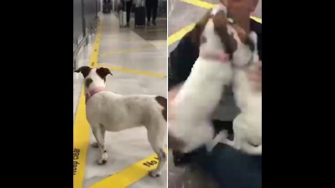 Cute meeting of two dogs with the owner at the train station, after separation