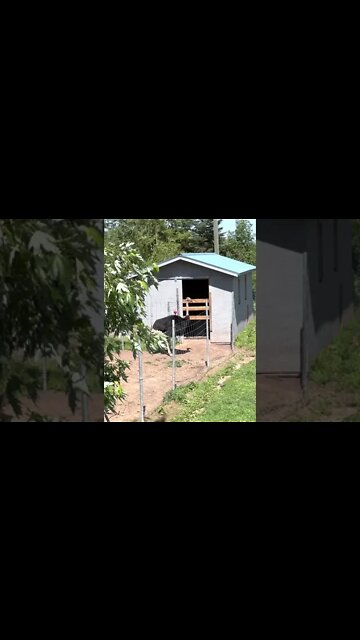 Goats, Ostrich and Large Ostrich Egg