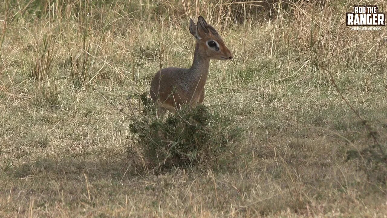 Kirk's Dik Dik | Smallest Maasai Mara Antelope | Zebra Plains