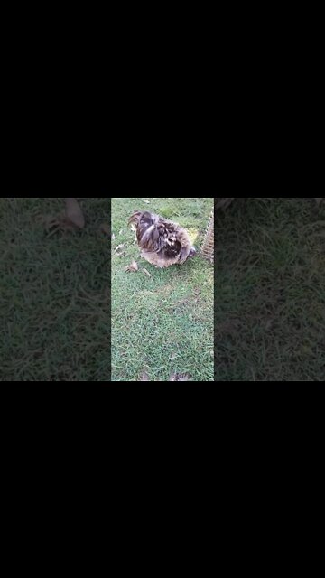 Curly one of my Frizzle Roosters