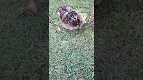 Curly one of my Frizzle Roosters