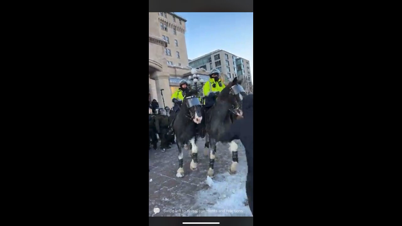 Ottawa police horses trample people