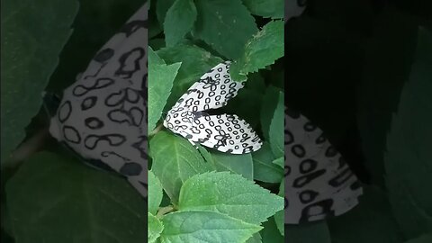 Leopard Moth