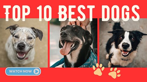 Top 10 of the best dogs
