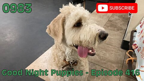 [0983] GOOD NIGHT PUPPIES - EPISODE 416 [#dogs #doggos #doggos #puppies #dogdaycare]