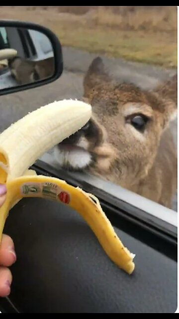 curious deer approachesto Car Window To Eat Banana
