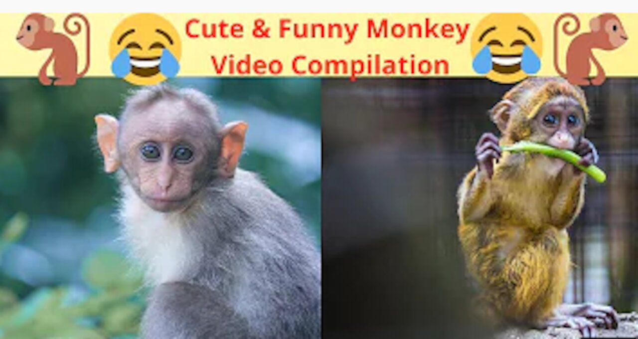 Funny monkey clip video😂🤣🤣