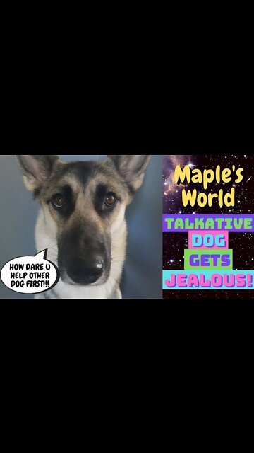 Vocal Gerberian Shepsky Gets Jealous Of Another Dog Getting Ears Checked