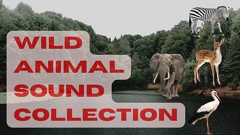 Wild Animal Sound Collection