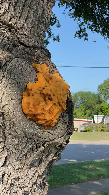 Bee abuse, hoping to rescue soon.