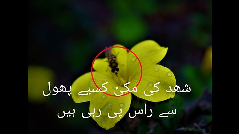 How to honey bee eating the flowers seed
