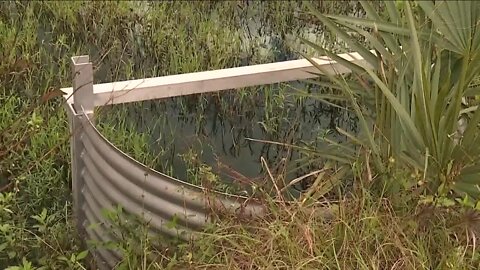 Protecting and studying animals living in the Florida Wildlife Corridor