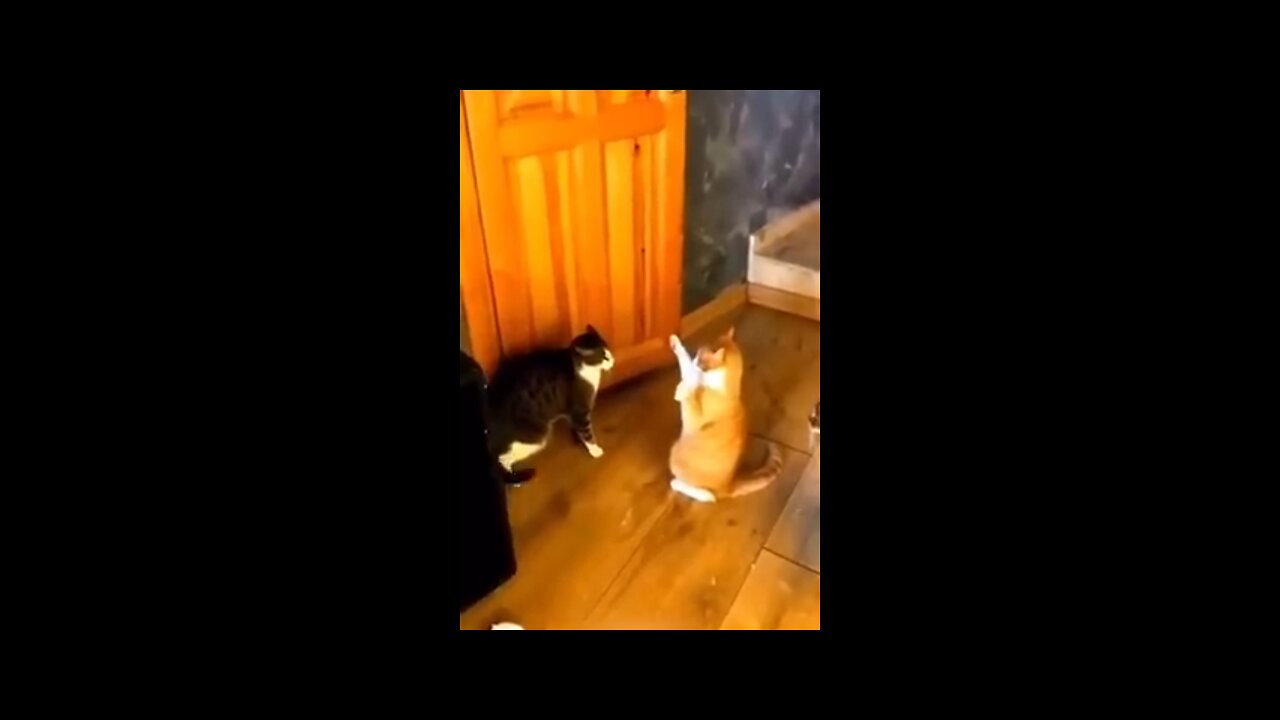 Animals funny videos #very funny animals videos 😂🤣