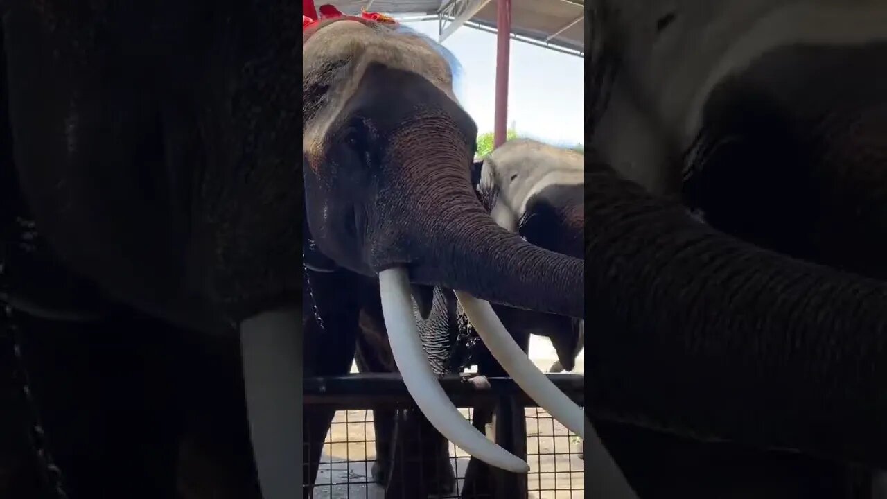 Feeding the Elephants in Ayutthaya