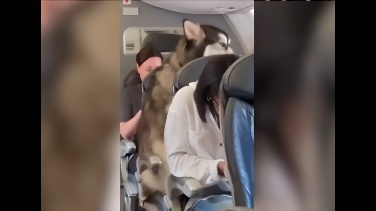 TRY NOT TO LAUGH🐶😂Best Funny Videos Compilation #7
