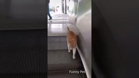 Cats: Funny Videos ( try not to laugh 2023 )😂