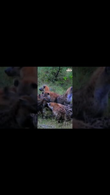 Hyenas Eat An Eland | Saturday #shorts