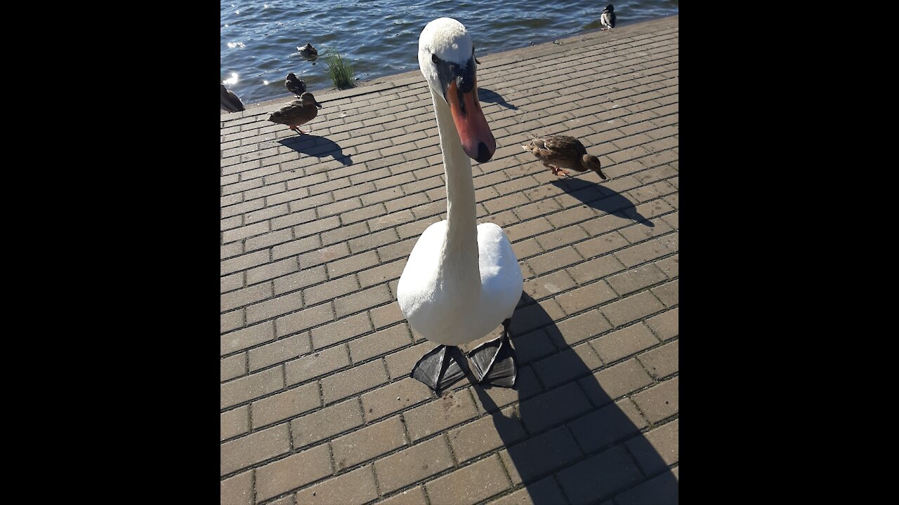 Feeding swans