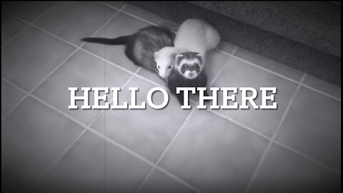 Ferrets play fight