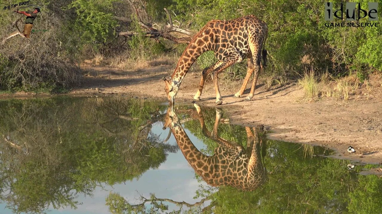 Giraffe Drinking In Reflection