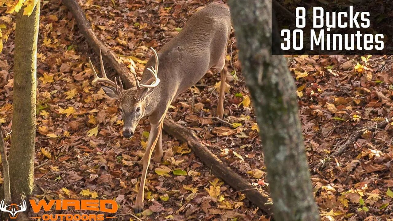 8 Bucks In 30 Minutes - Archery Hunt