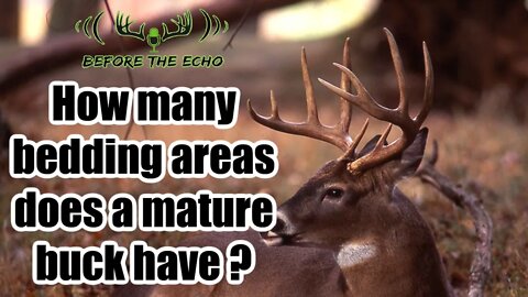 How many beds does mature bucks have?