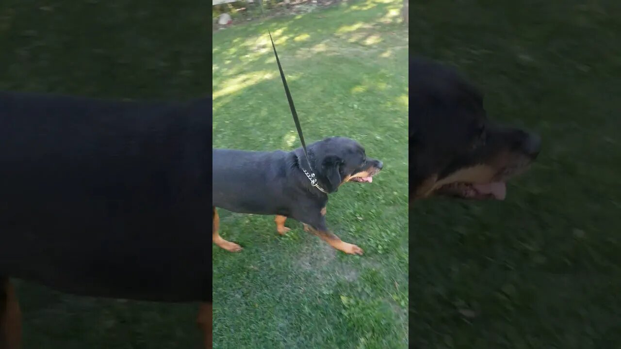 Gorgeous Rottweiler Out For A Walk 😃💖 #rottweiler #shorts