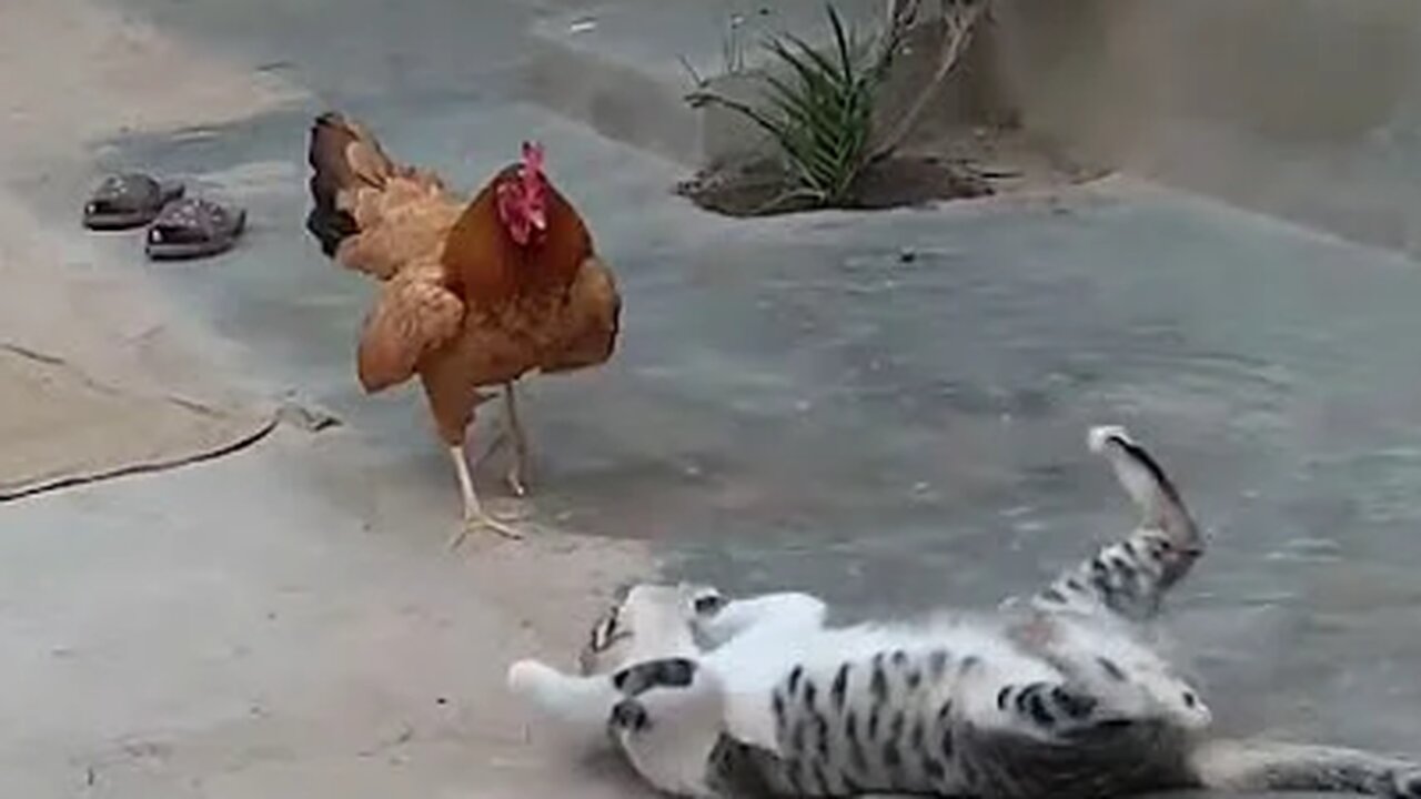 CAT vs CHICKEN don't miss this epic fail for the cat