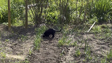 Little helper at the garden