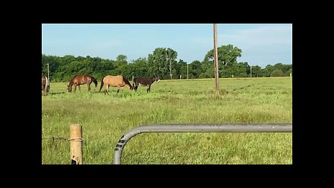 Updating Herd Progress - Ransom & Buddy Trying To Feed In Forbidden Area