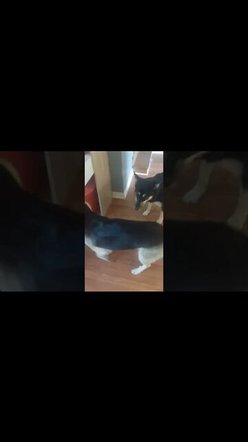 Shepsky Does What Her Sister Is Doing 🥰 #shorts