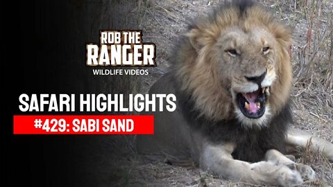 Safari Highlights #429: 23 - 27 August 2016 | Sabi Sand Wildtuin | Latest Wildlife Sightings