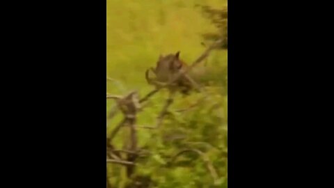 What The Lion And The Lioness Did To The Wild Boar Is Unbelievable