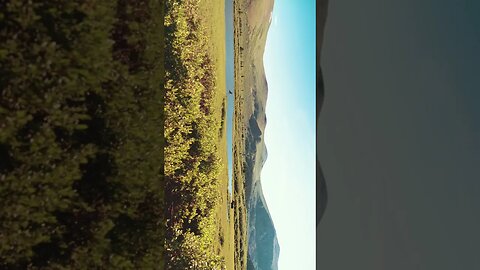 Moose at Mount Bierstadt