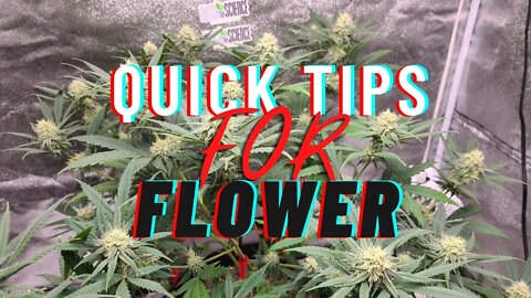 3 Quick Tips for SUCCESSFUL Harvests + Flower tent update! #bloomplus