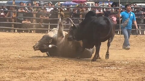 Bull Fight 2024