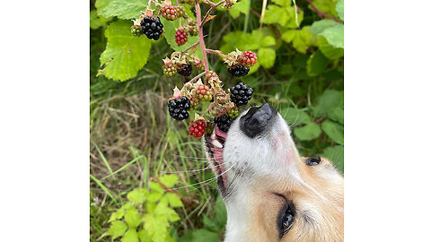 Lola corgi and blackberry.