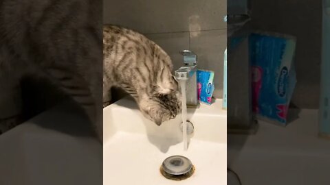 🐈Funny Cats and water 💧Sweet cats 😍Cute Animals🐈