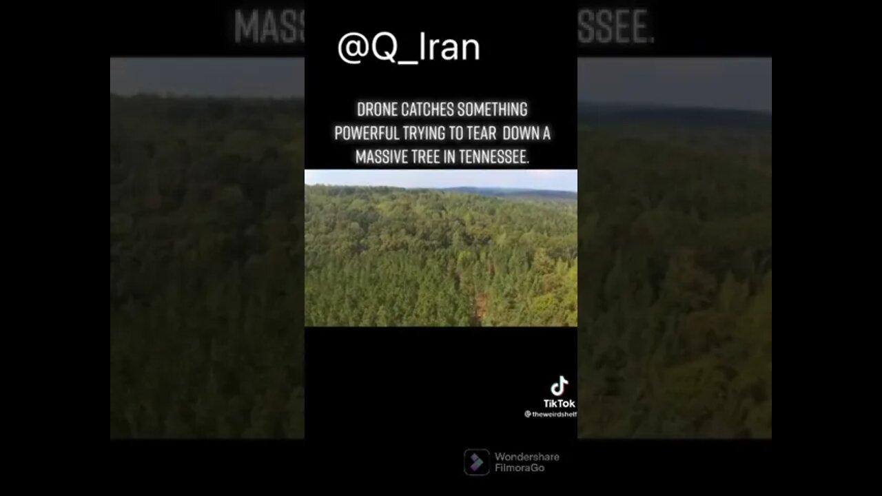 چیزی بسیار قدرتمند در حال تلاش برای خراب کردن یک درخت 🌳 در تنسی است.
