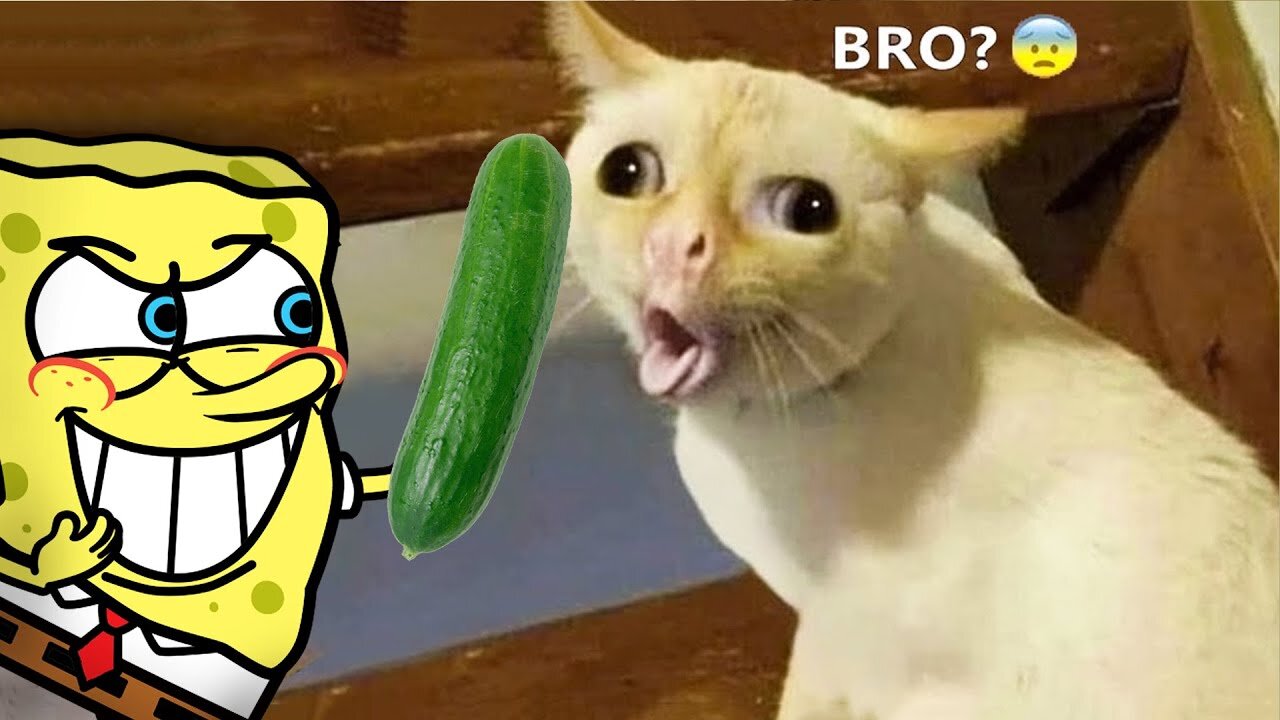 Cute and funny animal videoπππ Funnist viral puppy cat clips ποΈποΈποΈπ±π±π±