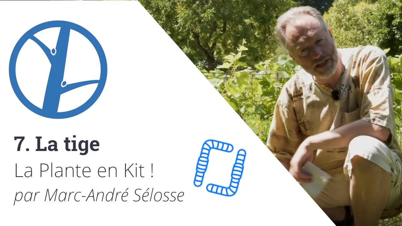 La Plante en Kit ! Ep7 - La tige, par Marc-André Sélosse