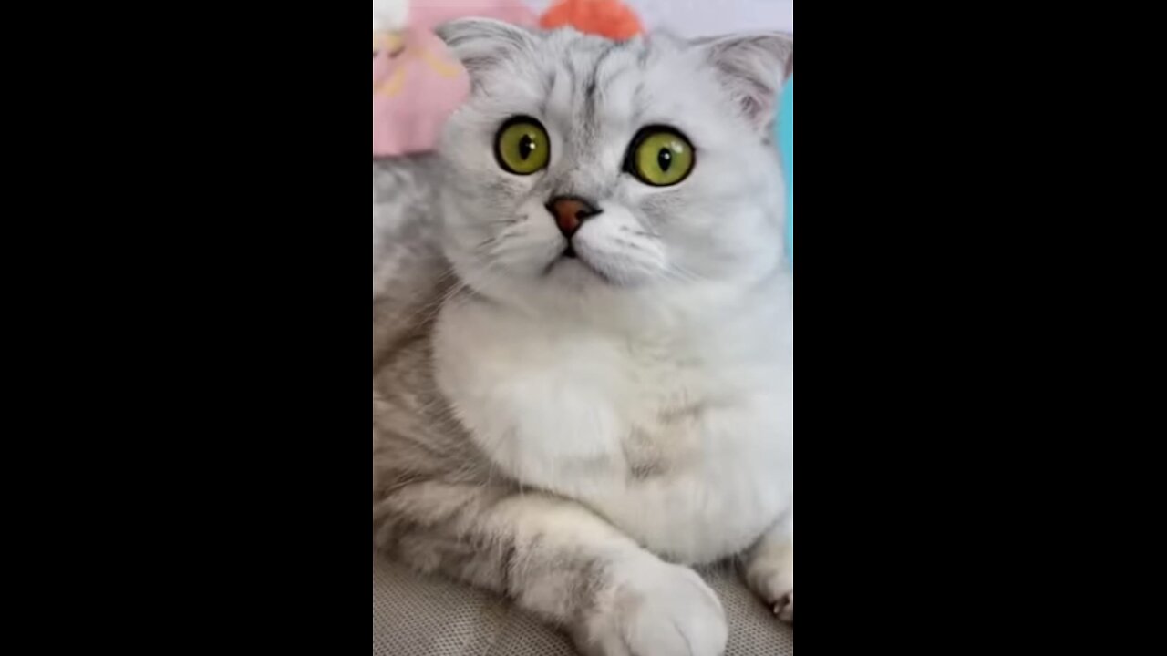 How to trick a cat #cat #cats #short