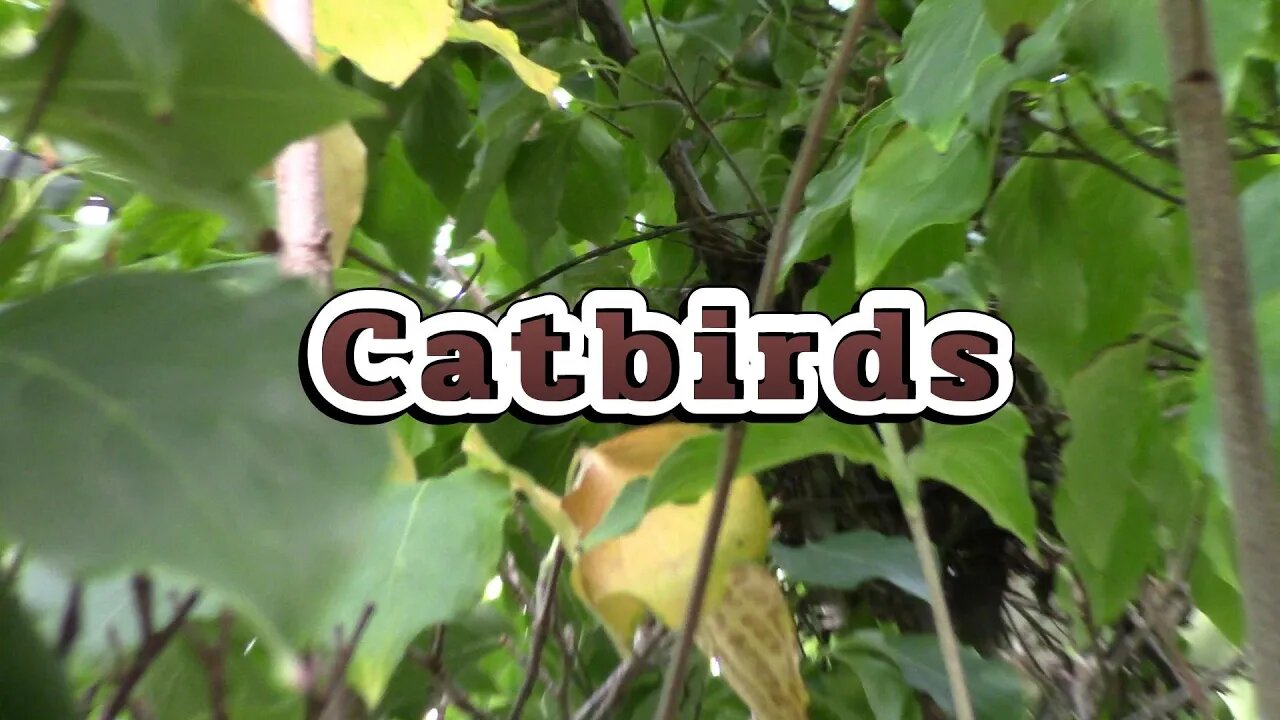 The Catbirds Do Not Like Me Near There Nest! 🐦