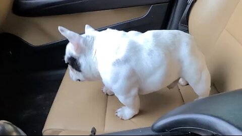 Worlds smallest Frenchie brain enjoying his car ride