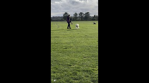 DOG PLAYING WITH BOL SO CUTE #doggy #pet #dogwithbol