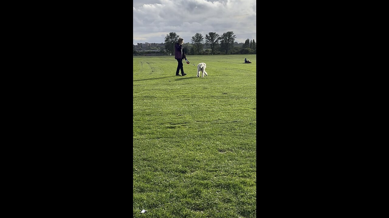 DOG PLAYING WITH BOL SO CUTE #doggy #pet #dogwithbol