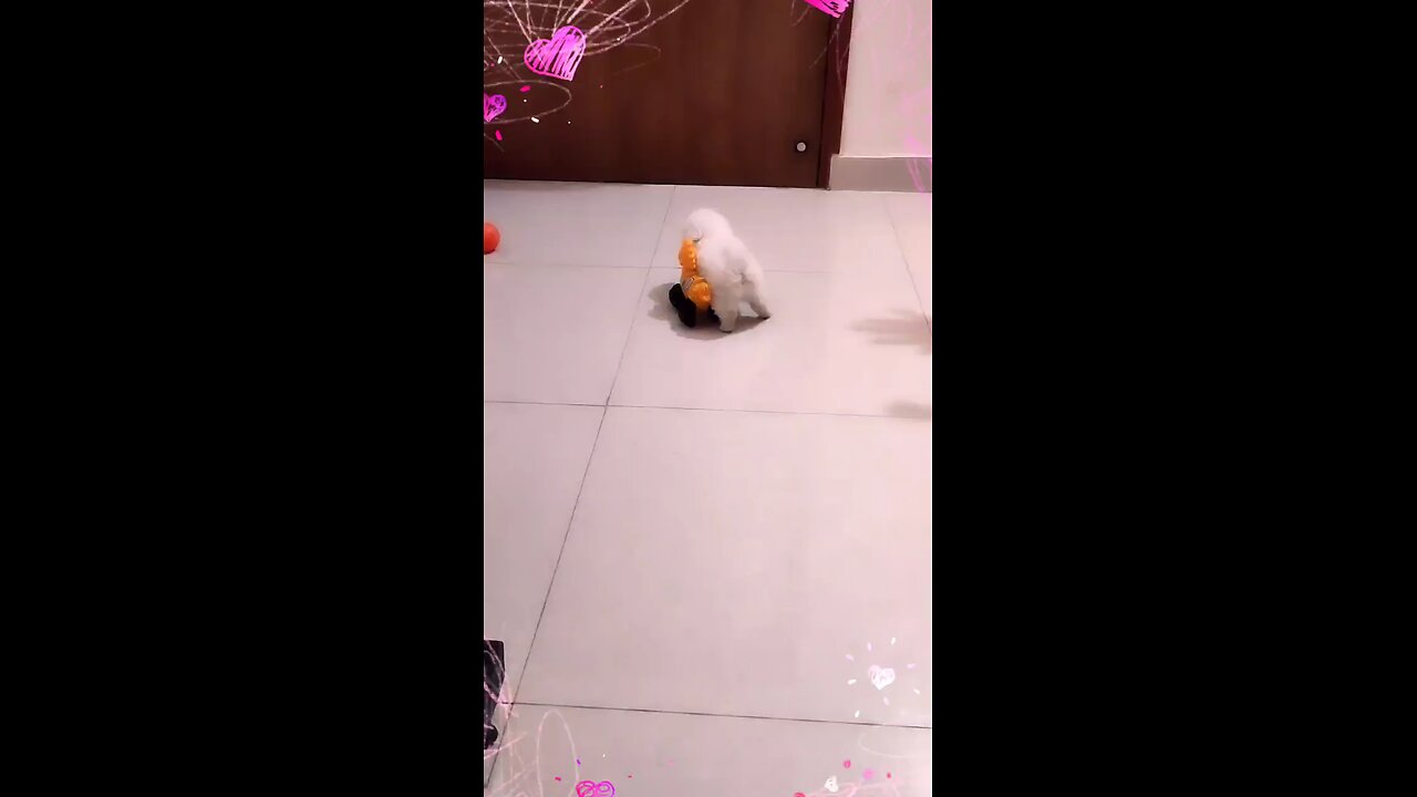 Milo play with toy